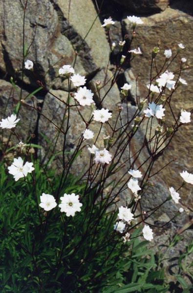 Heliosperma alpestre en fleurs sur des rochers humides dans les Alpes